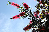 Rose flower and sky