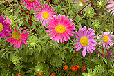 Hungarian flowers