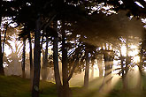 Sun behind trees Presidio San francisco
