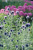 Purple flowers