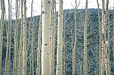 Aspen Colorado Usa