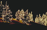 Christmas trees Usa