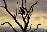 Vulture at sunset