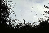 Spiders