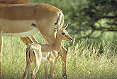 Little Impala