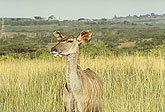 South Africa wildlife