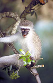 Vervet Monkey