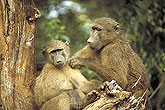 Baboons