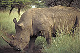 White rhino in the savana