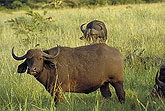 African buffalo