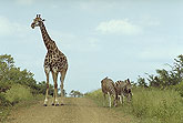 Zebra & giraffe