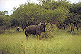 Blue wildebeest