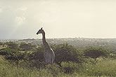Giraffe