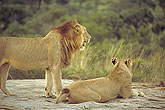 Lions