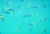 Barrier reef population Australia