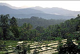 Rice terraces Bali Indonesia