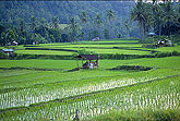 Rice terraces Bali Indonesia