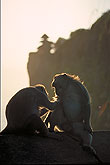 Monkeys at Uluwatu temple Bali