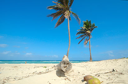 Keywords: palms beach playa cuba sea coconuts blue sky 