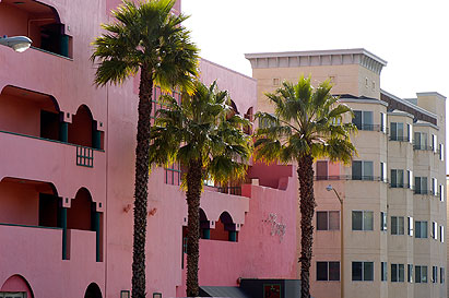 Keywords: rose building palm tree california usa san francisco 